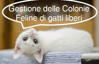 Informazioni sulla gestione delle Colonie Feline di gatti liberi