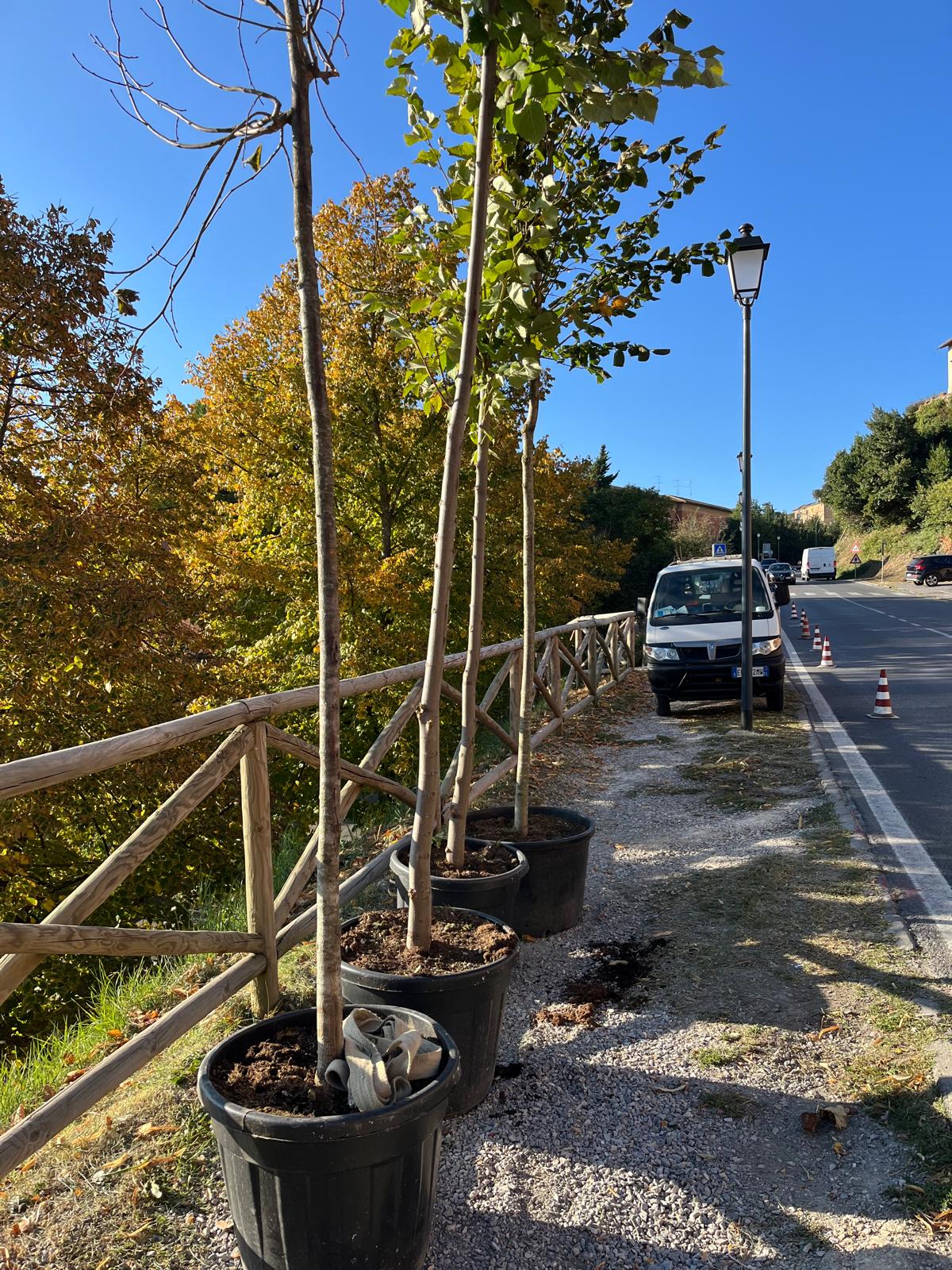 nuovi alberi che vengono piantumati