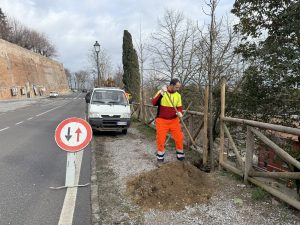 Lavori piantumazione alberi in Viale 1° Maggio